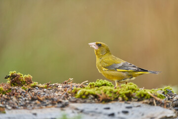 verderón europeo o verderón común (Chloris chloris)​ en el estanque del bosque 