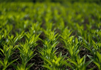 Obraz premium In a vast plant nursery in France, young plants thrive