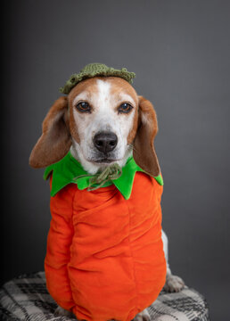 Blue ticking Beagle dressed as a pumpkin for Halloween