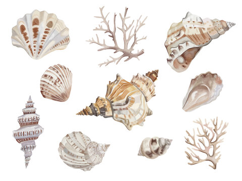 set of sea shells isolated on white background. watercolour seashell collection.
