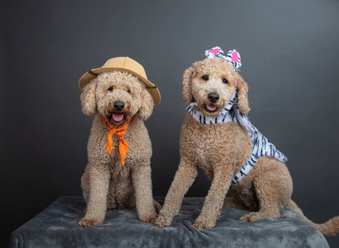Two Mini Goldendoodles dressed in safari guide and zebra costumes