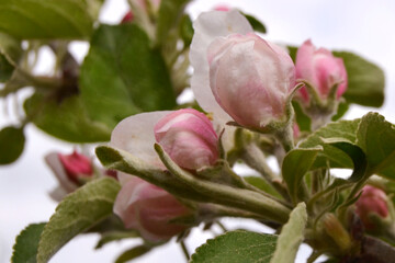 A delicate spring photo with an apple blossom.