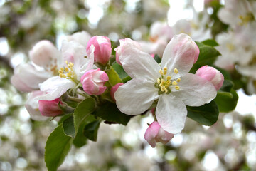 Obraz premium A delicate spring photo with an apple blossom.