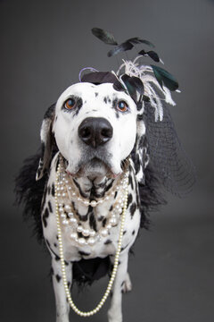 Portrait of a Dalmatian dressed as an elegant lady wearing pearl necklaces and a fascinator hat