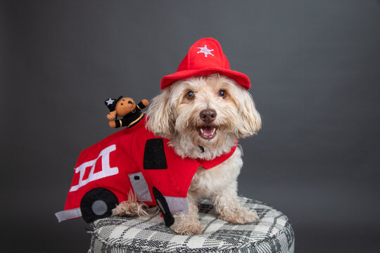 Portrait of a happy havapoo sitting on a stool wearing a fire truck costume