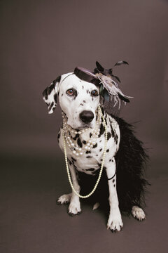 Portrait of a Dalmatian dressed as an elegant lady wearing pearl necklaces and a fascinator hat