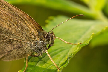 A butterfly with a proboscis sits on a leaf
