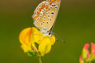 Butterfly drinks nectar from a yellow flower