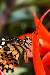 Beautiful tropical butterfly sitting on a red flower