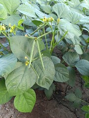 Green Mung bean crop close up in agriculture field, Mung bean green pods (Vigna radiata) and mung...