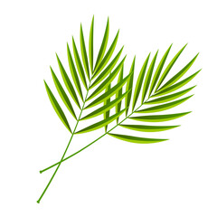 Vector cartoon decorative palm branches isolated on white background.

