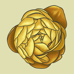 yellow flower Peony botany