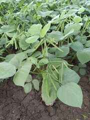 Green Mung bean crop close up in agriculture field, Mung bean green pods (Vigna radiata) and mung bean leaves on the mung bean stalk