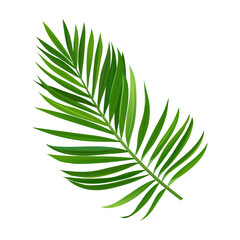 Vector tropical palm branch isolated on white background.
