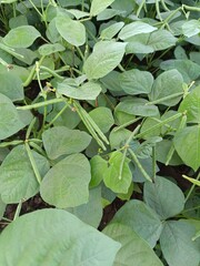 Green Mung bean crop close up in agriculture field, Mung bean green pods (Vigna radiata) and mung bean leaves on the mung bean stalk