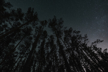 Night scene, long pine trees against the background of the starry sky. Nature of Estonia.