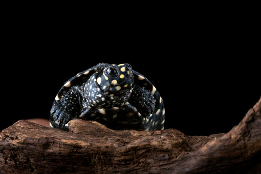 Close-up of a spotted turtle on a log, Indonesia