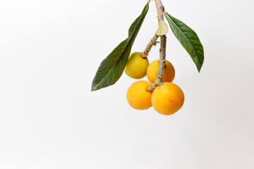 Loquat fruits on branch isolated on white background. The loquat or maltese plum (Eriobotrya...