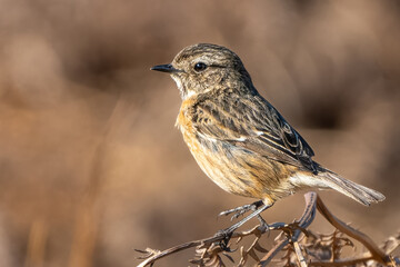 Extreme close up of a stonechat on bracken