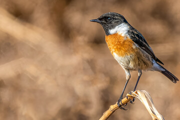 Extreme close up of a stonechat on bracken