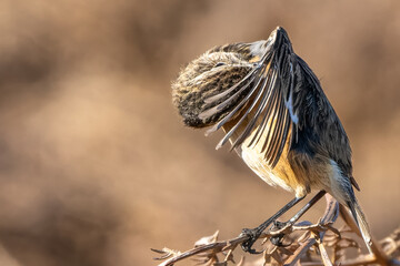 Extreme close up of a stonechat on bracken