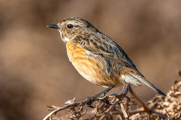 Extreme close up of a stonechat on bracken