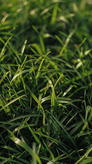 Closeup of fresh green meadow grass