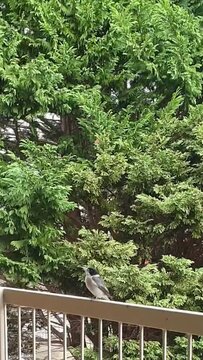 grey butcherbird (Cracticus torquatus) perched outdoors on railing against coniferous tree on a windy day in Sydney, Australia