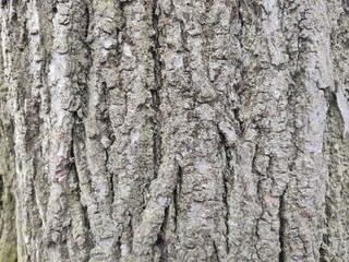 tree bark. cozy background