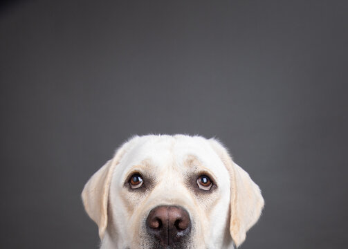 Close-up of a cream english labrador Retriever's face against a grey background