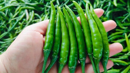 Red chilli sapling in hand