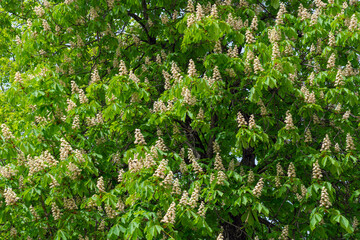 Blooming chestnut tree