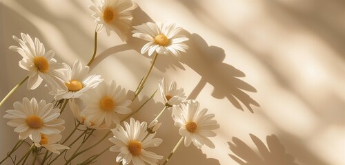 A stunning display of chamomile daisy flowers casting delicate shadows on a serene beige backdrop. 