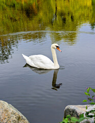 Graceful white swan floating on the lake