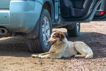 Stray dog resting near the car