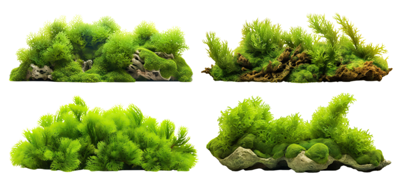 Set of green aquatic moss coral reefs, cut out