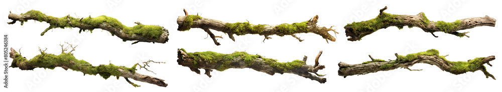 Wall mural set of moss-covered tree branches, cut out