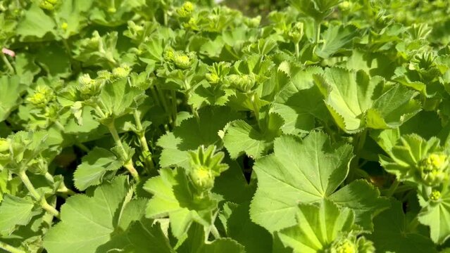 Alchemilla mollis, the garden lady's-mantle sways in the wind in a strong wind. Horizontal frame. Top view