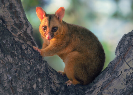 Portrait of a wild golden colour Common Brushtail Possum (Trichosurus vulpecula) sitting in a tree, Australia