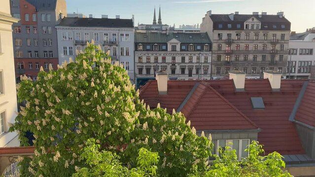 Warsaw, Poland - May 3, 2024, View from the window of the old houses in the Praga district. In the foreground, a chestnut tree is in bloom.