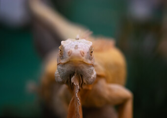 lizard on a hand,lizard staring at the camera