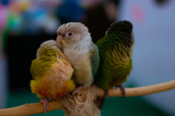 Three cute parrots huddled together on a branch.