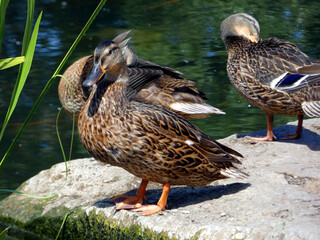 Duck family at the swan pond in Rostock (Germany)