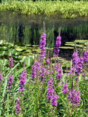 Obraz premium Out and about in the Rostock Botanical Garden (Germany)