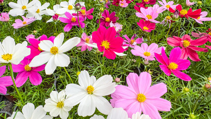 Fototapeta premium Idyllic beautiful pattern garden cosmos flowers blooming in sunlight. Pink flowers cosmos bloom in garden field. Free from copy space, Panorama top view colorful natural floral summer pattern