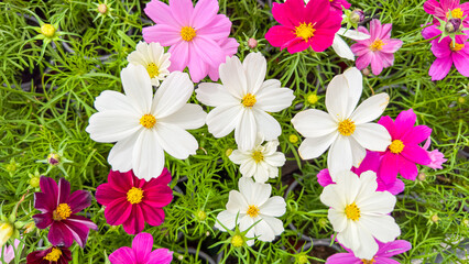 Idyllic beautiful pattern garden cosmos flowers blooming in sunlight. Pink flowers cosmos bloom in...