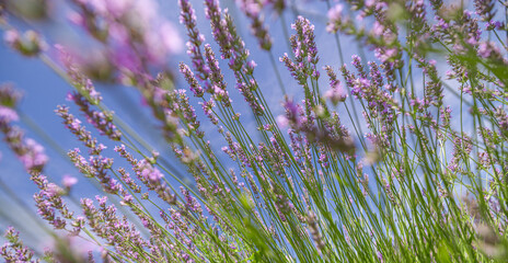 Sunlight closeup lavender field under blue sky sun rays banner design. Zen nature peaceful bright...