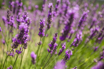Lavender floral field on sunny day. Closeup nature blooming lavender bushes in rows. Soft pastel...