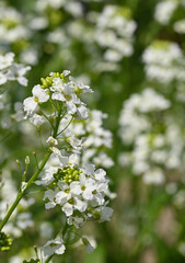 Beautiful close-up of armoracia rusticana