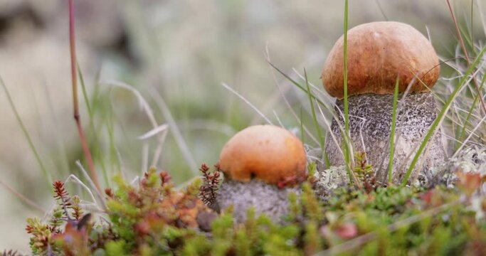 Beautiful boletus edulis mushroom in arctic tundra moss. White mushroom in Beautiful Nature Norway natural landscape. Mushrooms season.